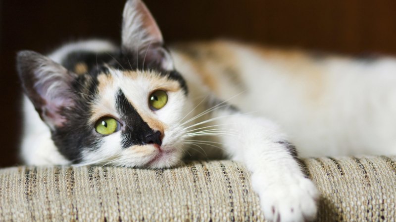 Best Feline Friend Recall Cat Food Tins Tested After Widespread Illness Fears