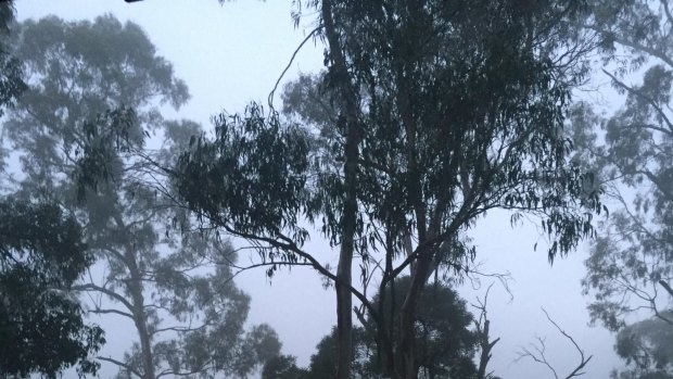 Chills in those hills: Dandenongs in fog this misty morning. 