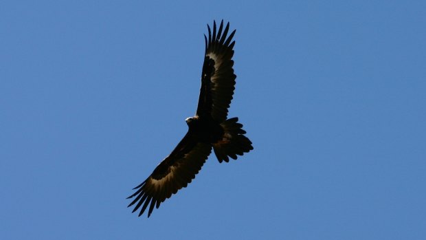 A wedge tailed eagle soaring.