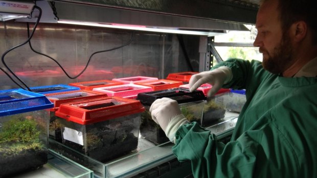Damian Goodall looking after the frogs, housed in individual enclosures.