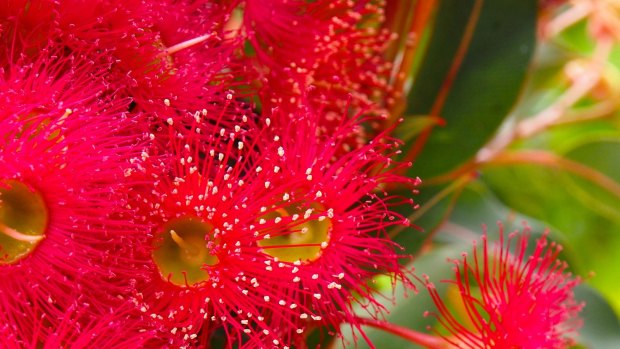 When your flowering gum flowers are done it is a good idea to trim