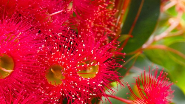 Flowering gum 'Summer Red'.