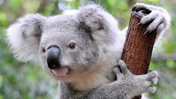 A koala has been found dead and mutilated in Warrnambool. 