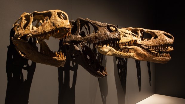 Installation view of dinosaur skulls in Scienceworks exhibition <i>Tyrannosaurs - Meet the Family</i>.