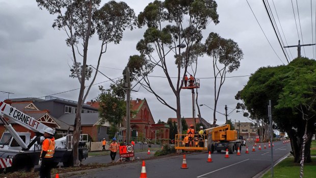 The tree removal starts on Buckley Street, Essendon, on Tuesday.