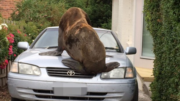 The seal climbed onto the bonnet of a car, leaving significant damage.