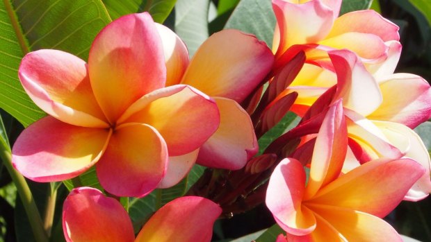 Once established in the garden, the frangipani doesn't need any extra water.