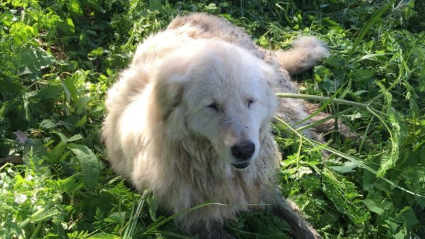 The real-life Oddball, after being rescued from a muddy creek in Warrnambool.