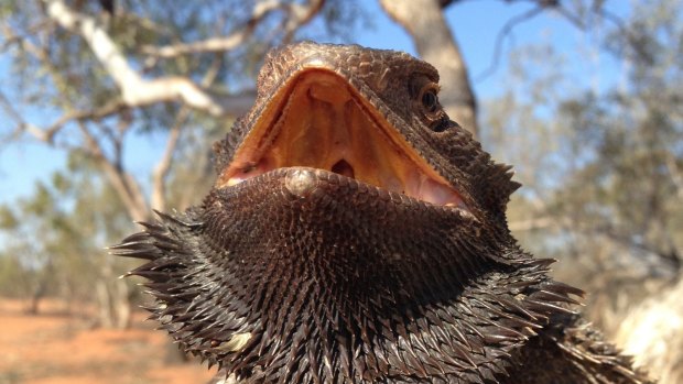 Research into Australian bearded dragons inspired the Griffyn Ensemble's next concert.