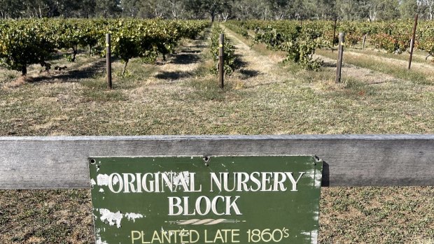 Best's original nursery block which has the world's oldest vines.