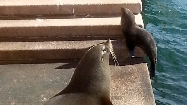 Seal of approval: two seals sun themselves on the Sydney Opera House steps.