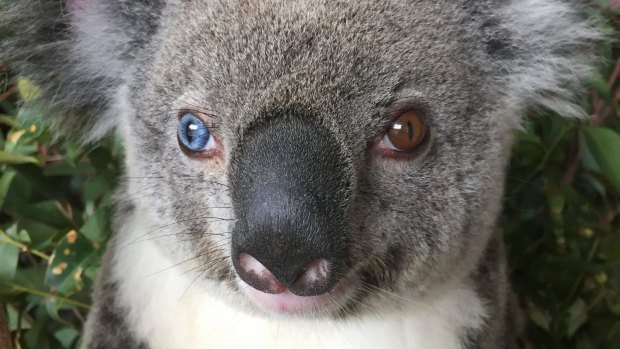 Australia Zoo staff named "Bowie" after noticing her mismatched eyes.