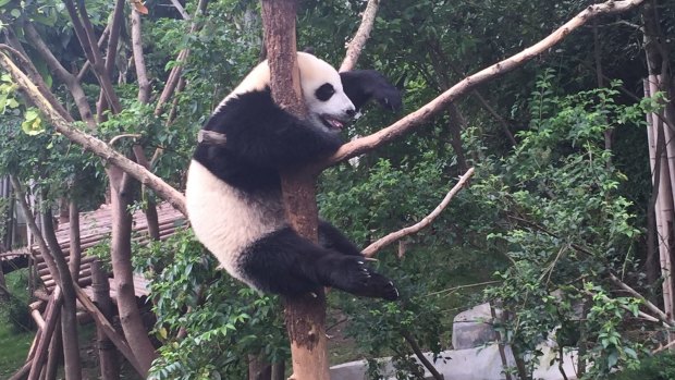 Meeting the locals: Chengdu Research Base of Giant Panda Breeding.