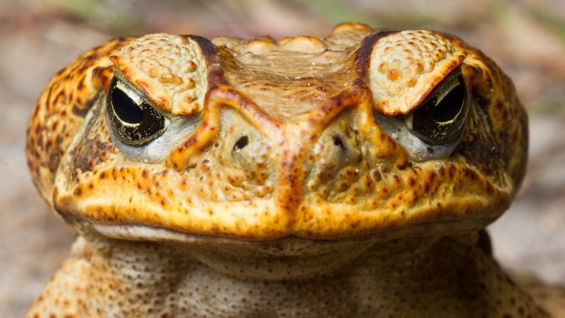 Perth restaurants could soon be serving the invasive cane toad.