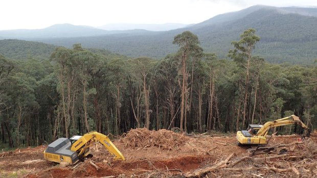 Logging in a forest in Victoria's central highlands.