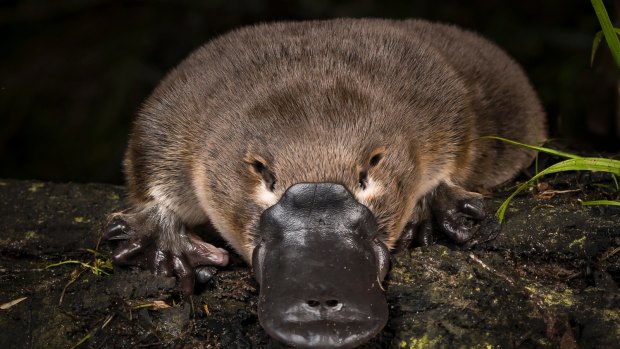 The platypus is an Australian icon but landmark research being conducted by a large team of Australian scientists indicates the animal's future is under serious threat.