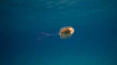 Tim Samuel's photograph of a fish inside a jellyfish has gone viral.