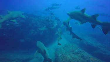 Divers witnessed a "standout" numbers of grey nurse sharks at Wolf Rock.