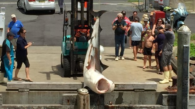 The shark is pulled from the water at Forster.