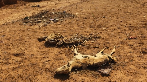 Dead goats lie on a dried up river bed in Somaliland.