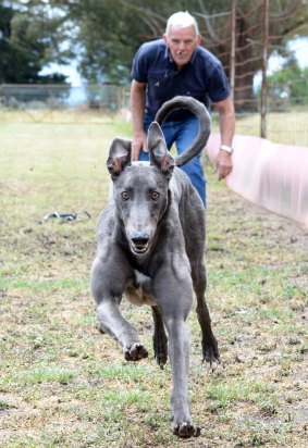 Gerry Kleeven, whose dog Luca Neveelk is running in tonight's greyhound Melbourne Cup at Sandown.