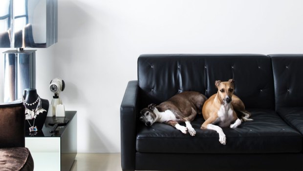 Architect Ian Moore's Italian greyhounds, Carlo and Enzo.