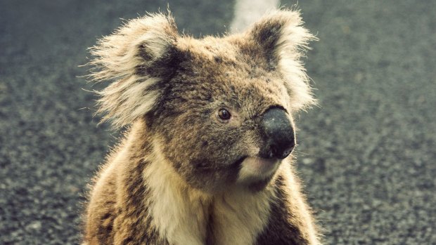 More than 300 koalas die on Queensland roads each year.