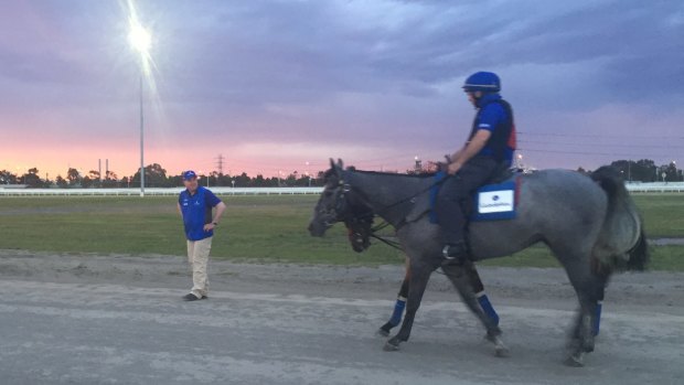 Quiet morning: Trainer John O'Shea with Godolphin's stable pony (foreground) and Hartnell at Flemington.