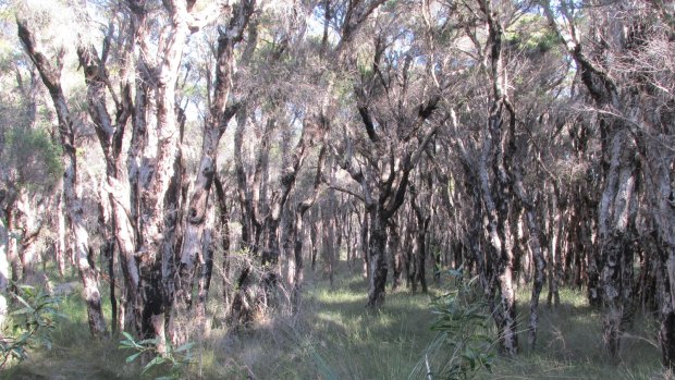 The adjacent Bush The catchment group is worried that inadequate buffer zones around the adjacent protected Bush Forever site will affect its water supply. 