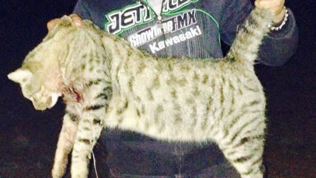 A 6.8kg cat caught in the Anangu Pitjantjatjara Yangkuntjatjara lands had half a 5kg wallaby in its stomach. 
