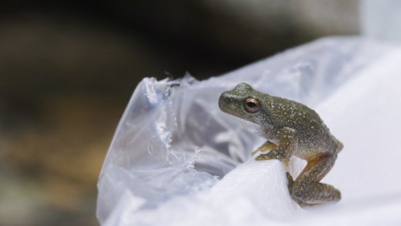Department of Planning and Environment senior threatened species officer Dave Hunter releases a spotted tree frog in the Kosciuszko National Park. The spotted tree frog is restricted predominantly to the western slopes of the Great Dividing Range, from Lake Eildon in the Central Highlands of Victoria to Mount Kosciuszko in NSW at altitudes of 200 to 1100 metres.