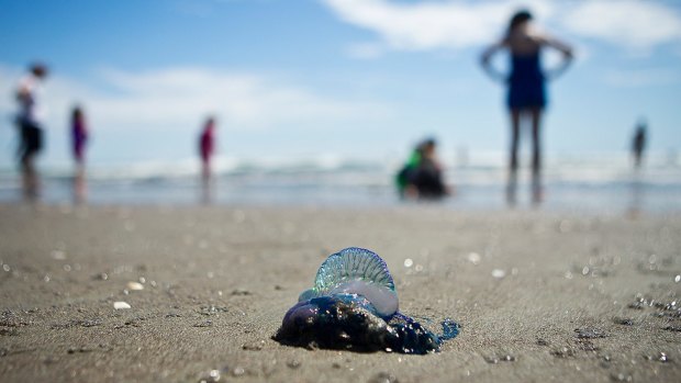 Bluebottle stings were widespread.