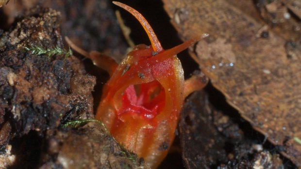 A new species of flower discovered in the Blue Mountains smells of rotting fish.