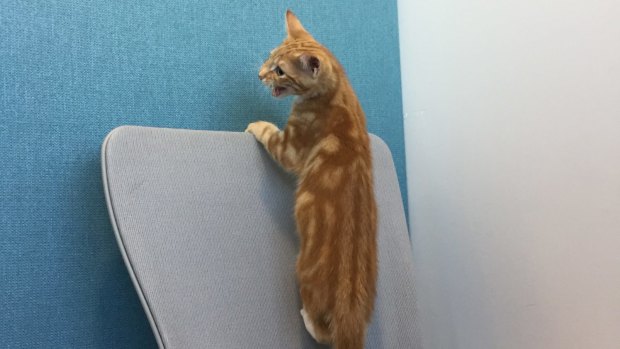 Gumby, a homeless kitten from the Lort Smith Animal Hospital, has high ambitions at The Age offices.