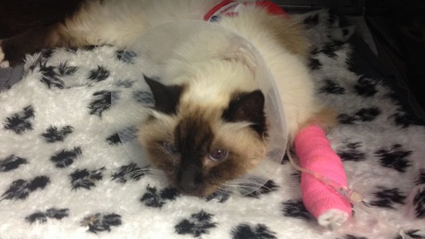 The Birman cat was shot in the chest by a suspected BB-gun. 