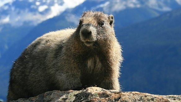 Whistler is named after the noise the marmots that inhabit the mountain make. 
