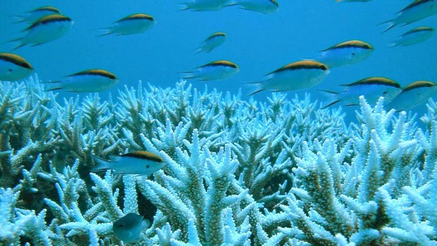 Two tourists in two days have drowned on the Great Barrier Reef.
