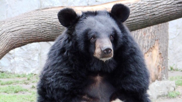 The Asiatic black bear is one of the bear species farmed for bile.