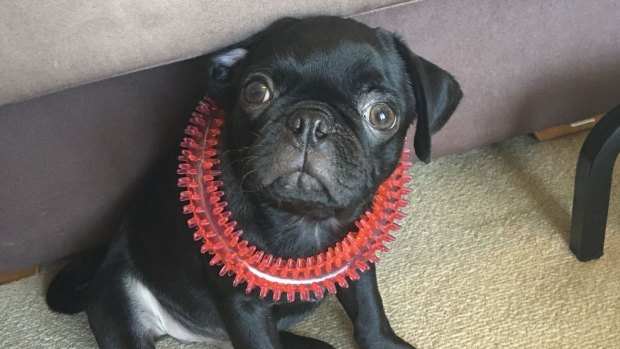 Egg, the missing pet pug dog, has died, police say.