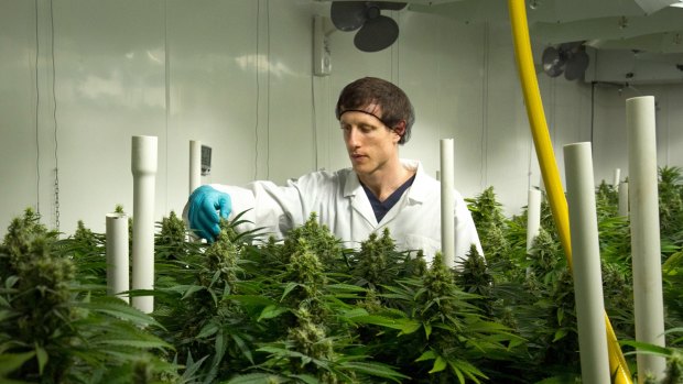 Calls for the use of medical marijuana in Australia are growing. Pictured: A facility in Canada.