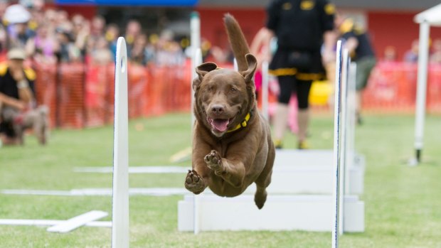 Ziggy the one eyed chocolate lab rescue dog from the Belconnen Bullets performs at the Canberra Show. 