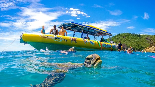 Snorkelling in Queensland's Airlie Beach.