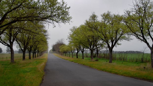 The 22-kilometre WWI avenue of honour in Ballarat includes 3771 trees.