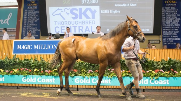 Top prize: The son of Redoute's Choice goes for $1.3 million.