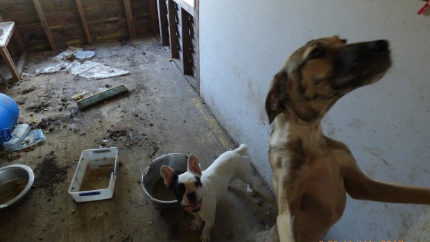 The conditions the dogs were found in were described as "appalling" by RSPCA Queensland officers.