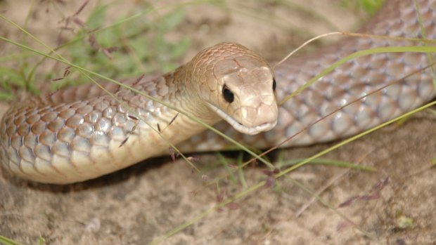 A brown snake bit a woman gardening in her yard in Brisbane's south.