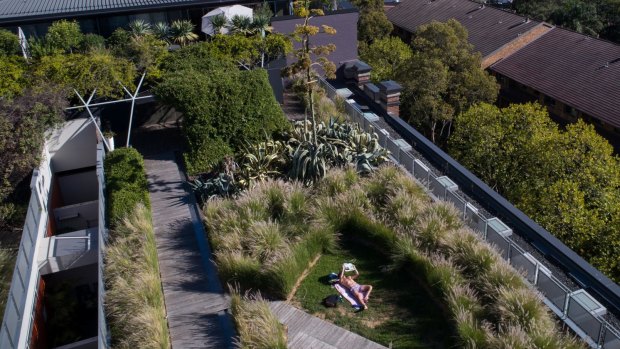 A resident of the M Central apartment complex, in Pyrmont, sunbakes on the building's green roof.