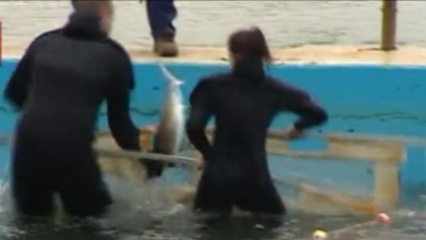 Rescuers secure the juvenile shark before releasing it into the water.