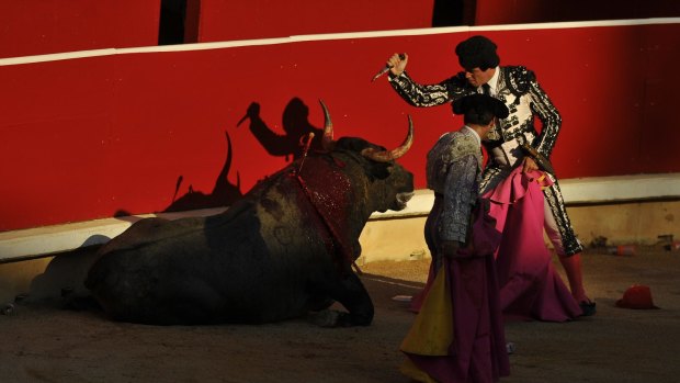 An assistant bullfighter prepares to slaughter a bull after it gored a matador on Saturday.
