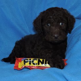 A labradoodle puppy from the Copeton puppy farm advertised for sale. Under the committee's recommendations breeders would have to include a license number.  